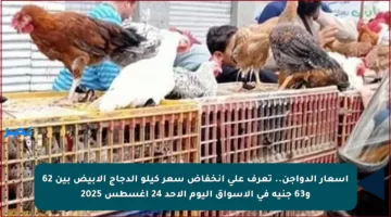 أسعار الدواجن.. تعرف على انخفاض سعر كيلو الدجاج الأبيض بين 62 و63 جنيه في الأسواق اليوم الأحد 24 أغسطس 2025